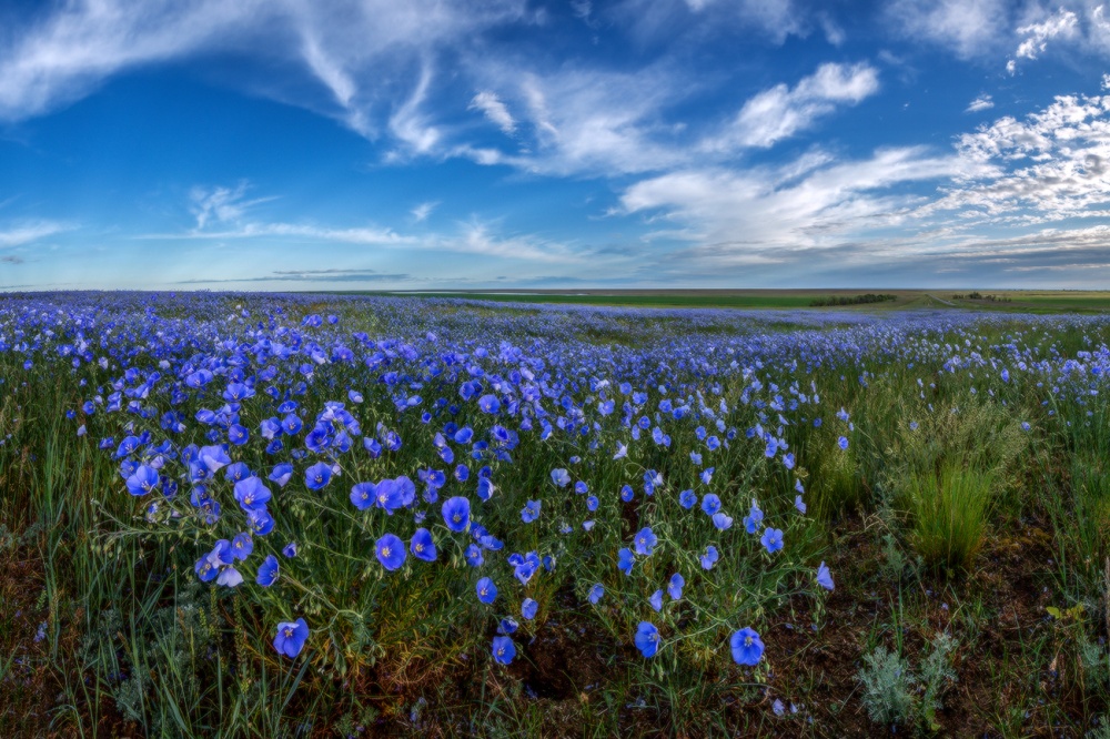 Цветы цвета неба.