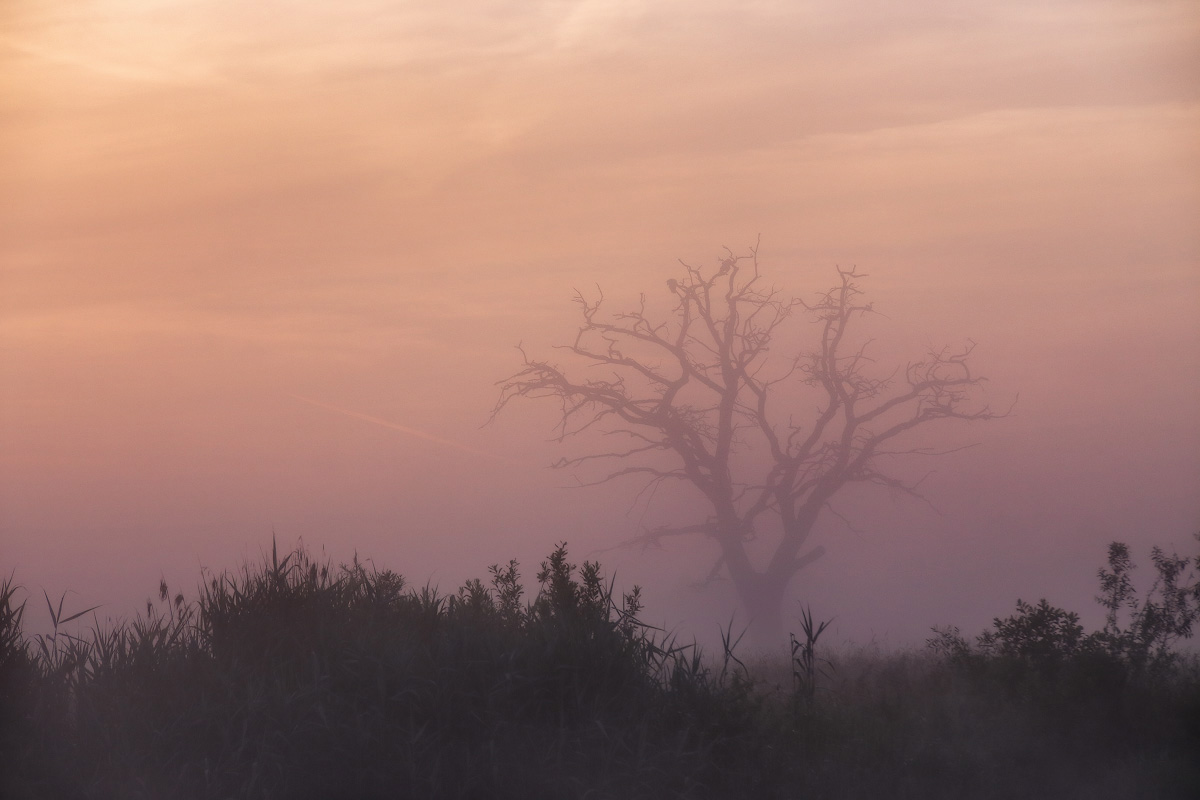 Июльское утро