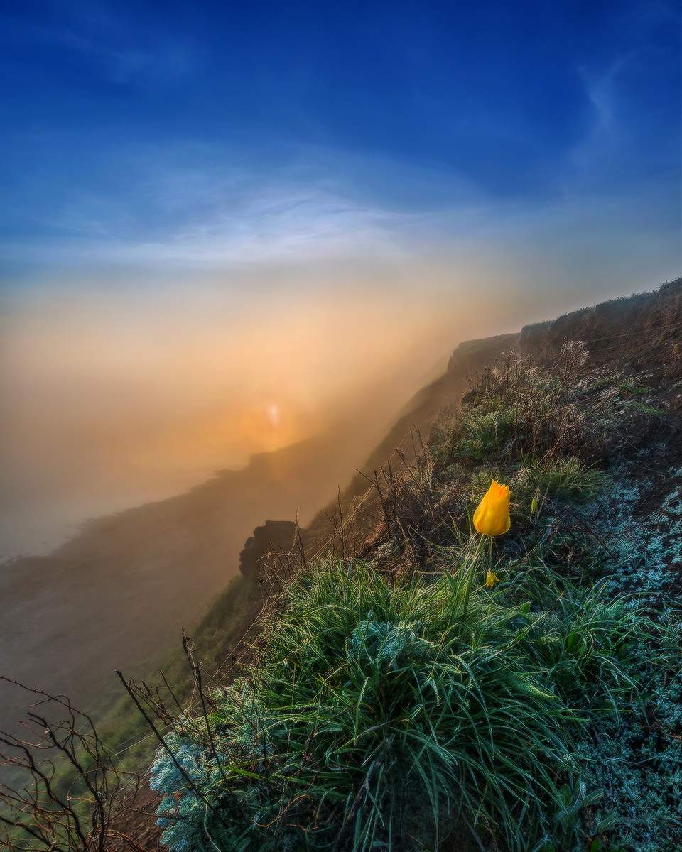 Сине-золотая весна.