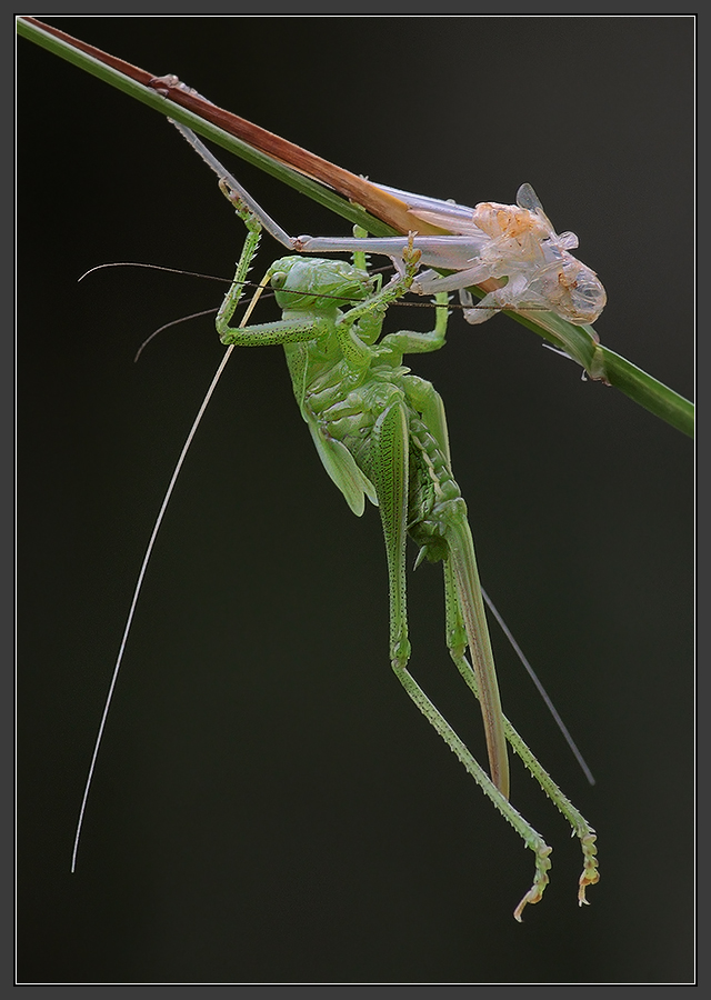 Метаморфоз Кощея Бессмртного