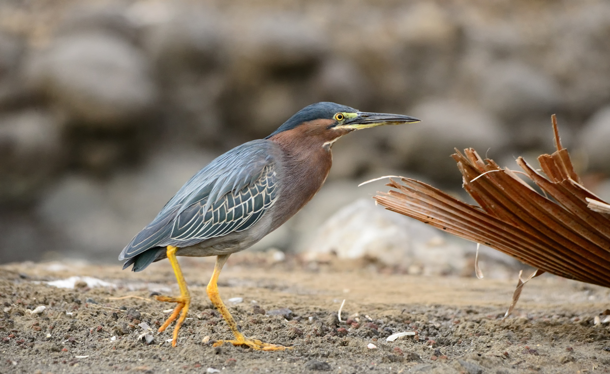 Green heron