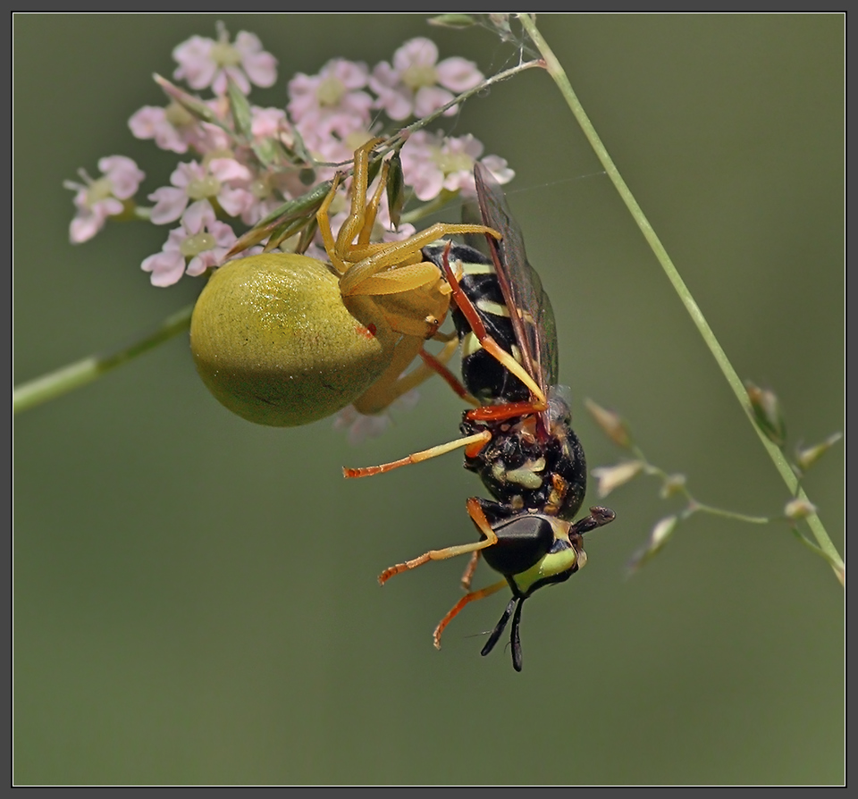Драма на лугу