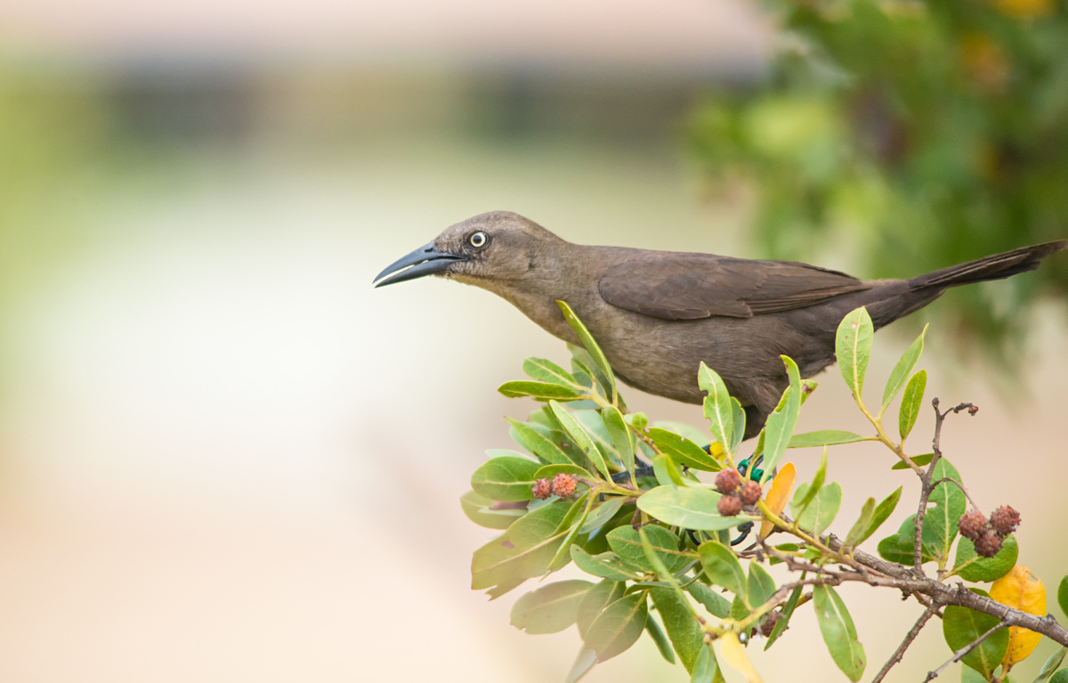 Carib grackle