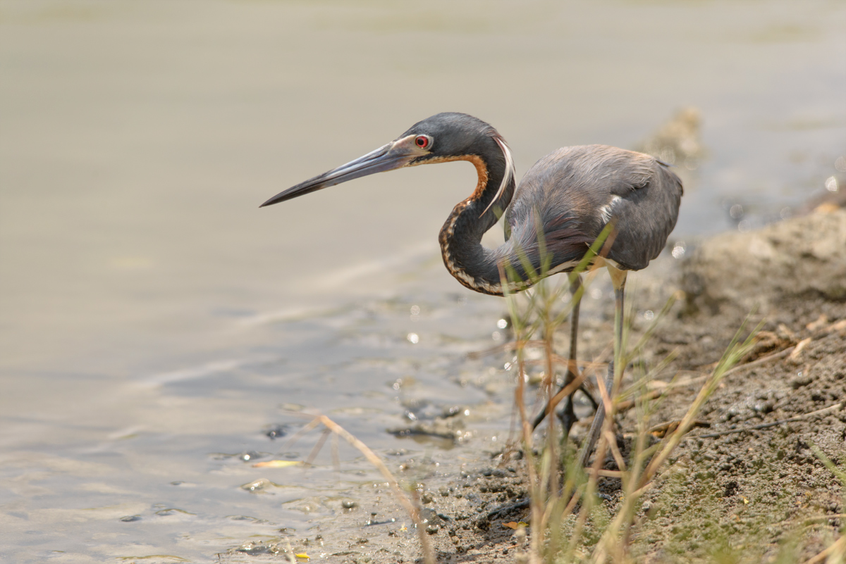 Tricolored heron