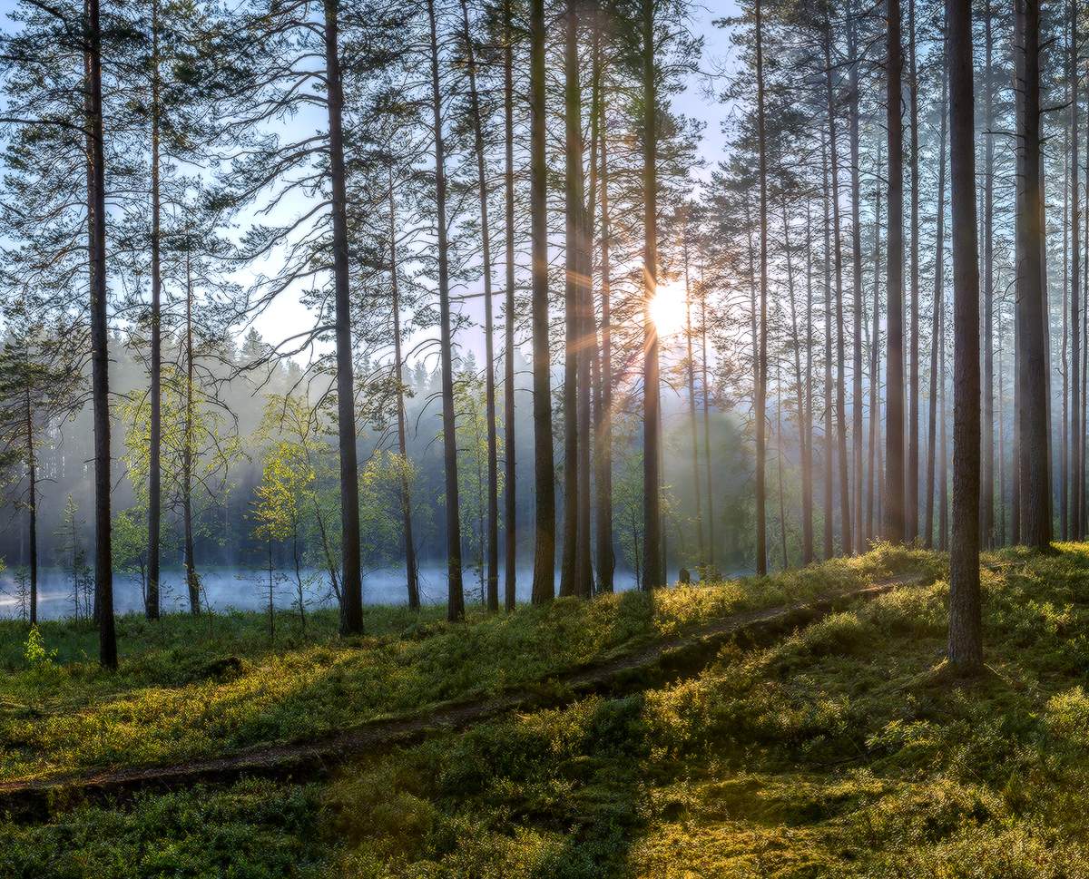 Сосновый бор.