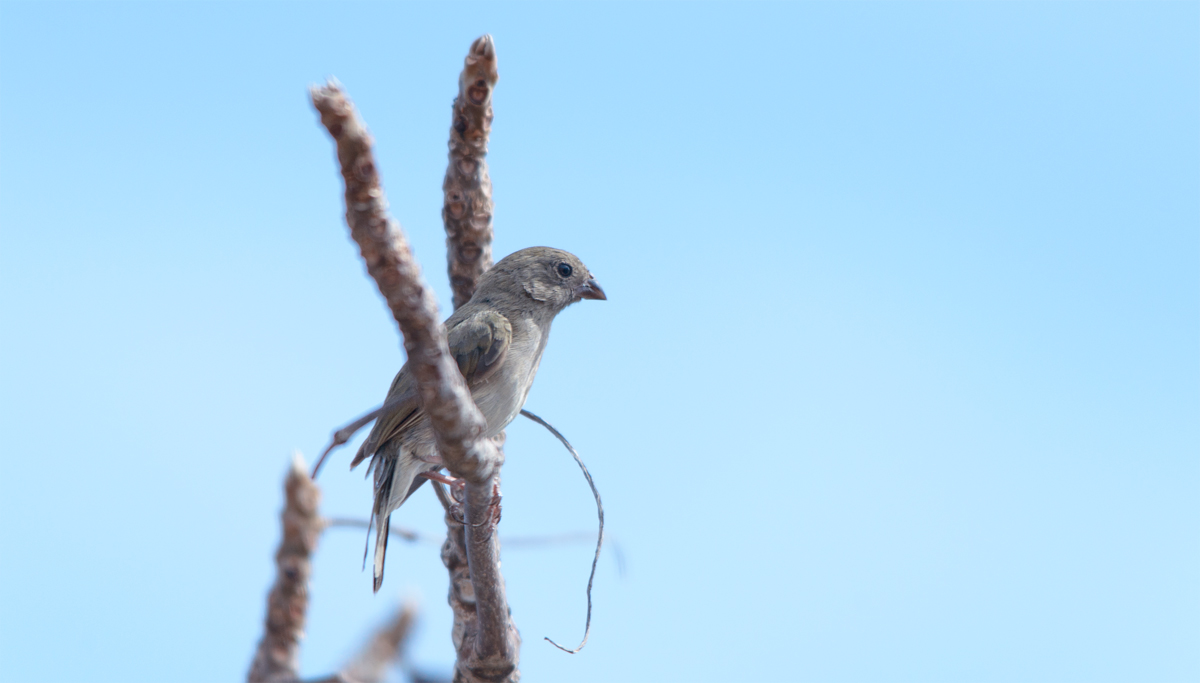 Yellow-faced grassquit (female)