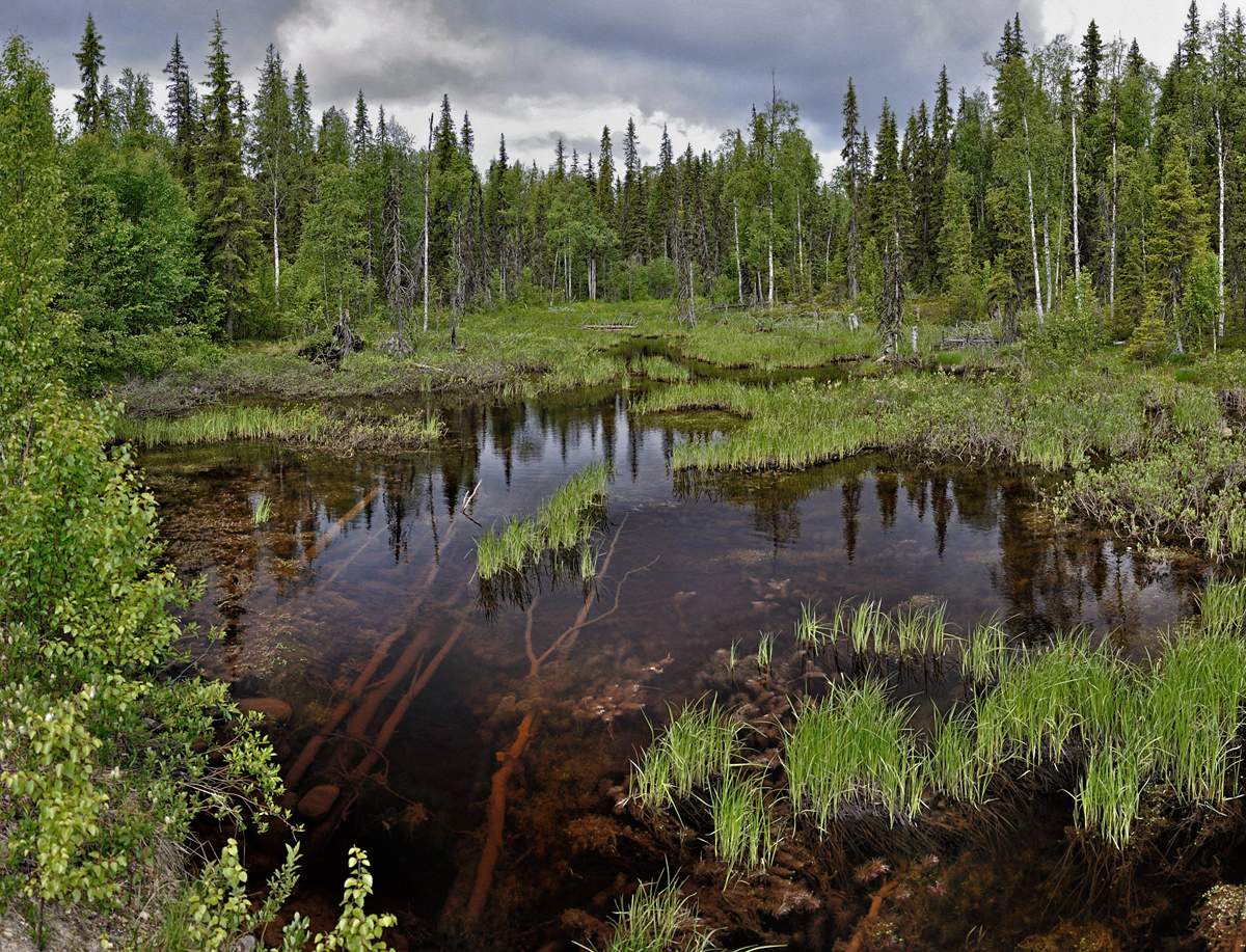 лес (не Шишкин)