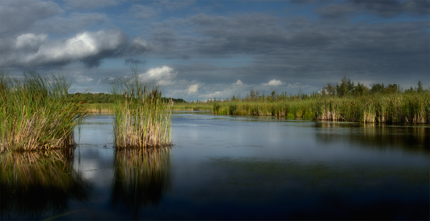 Mer Bleue Bog