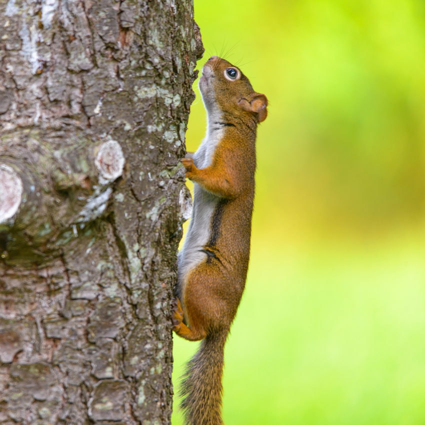 The American red squirrel