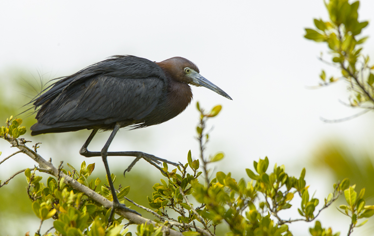 Reddish egret