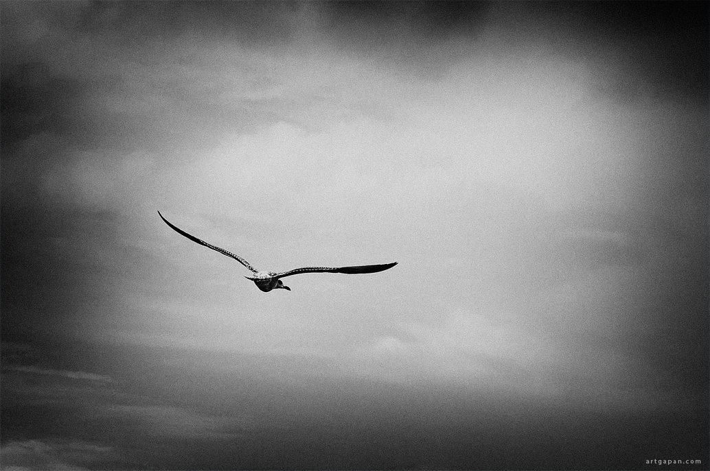 [Freedom of Flight] *2