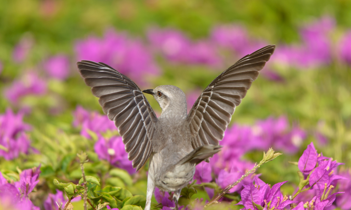 Ode to Joy  ~ Beethoven