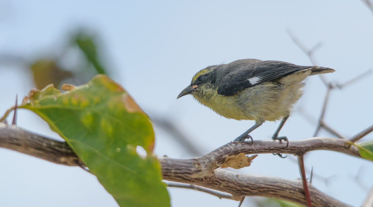 The Bananaquit