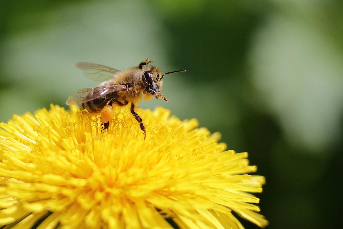 Letzte Nektar in diesem Sommer