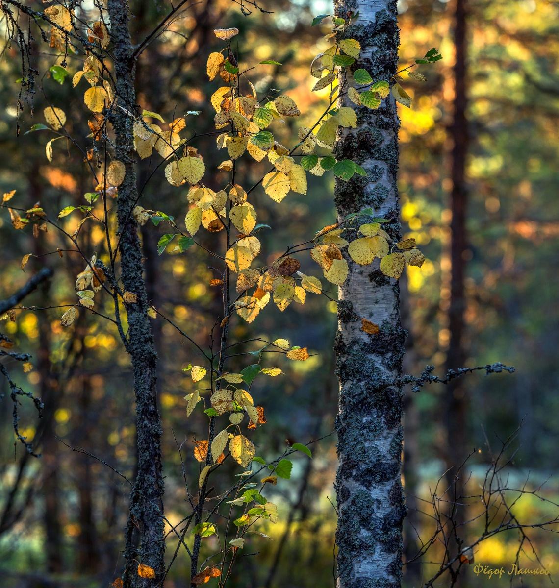 Золото осени.