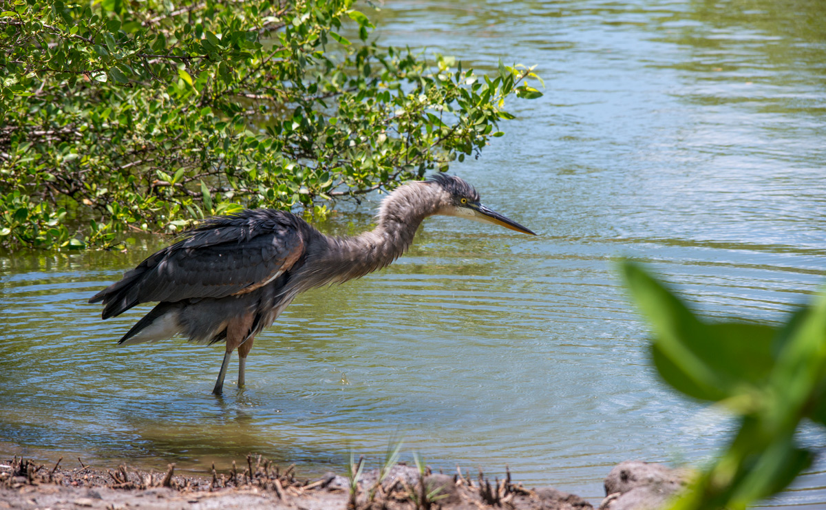 ....may disguise confuse a fish ?