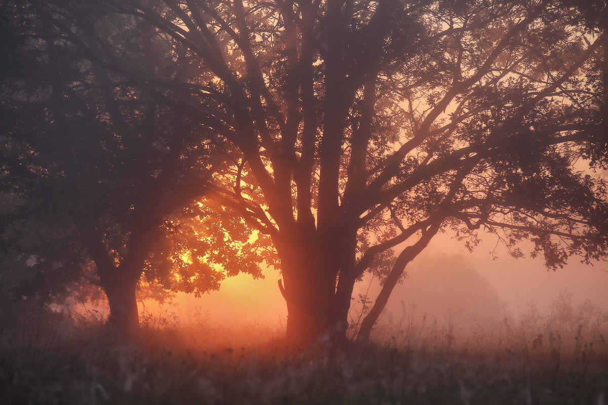 Утром в дубраве