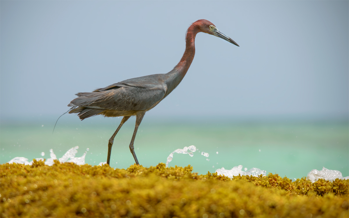Reddish egret