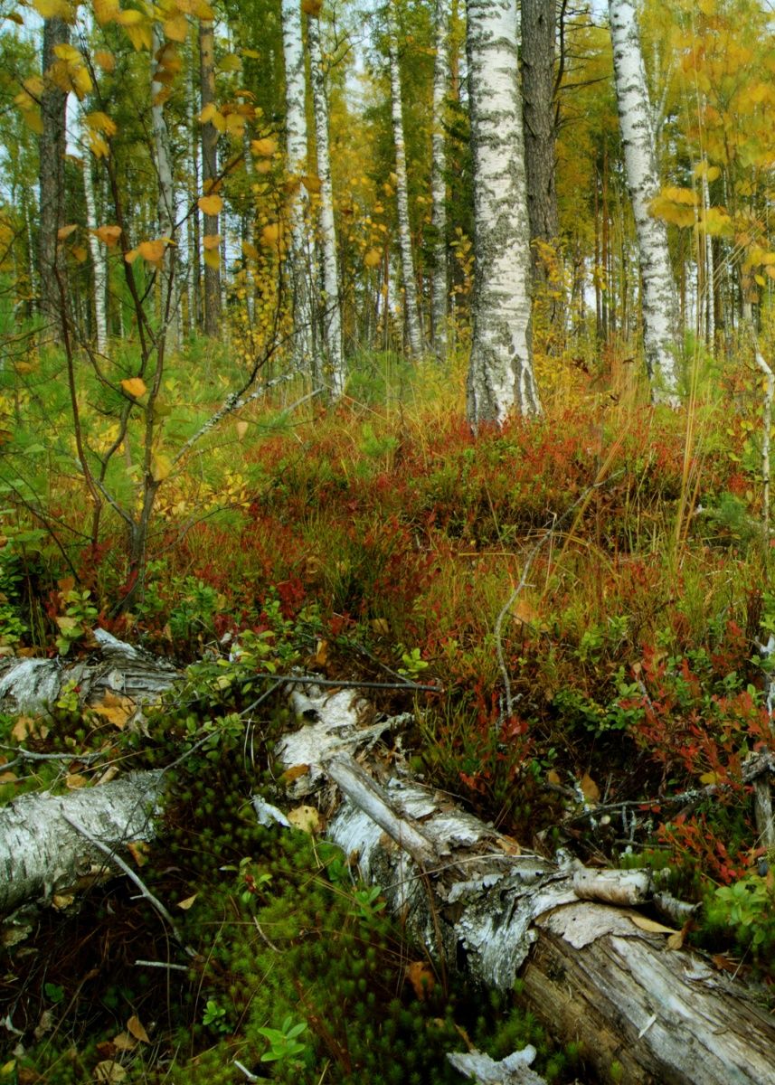 Осень (часть 1).