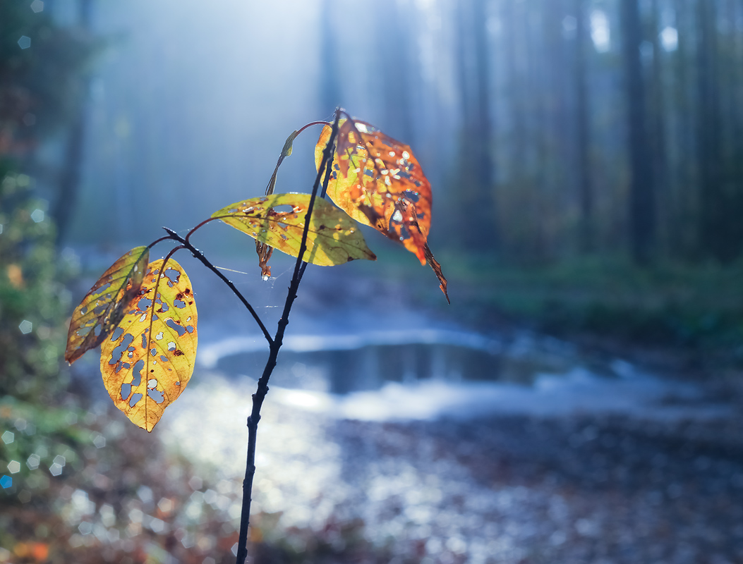 Ажурная осень