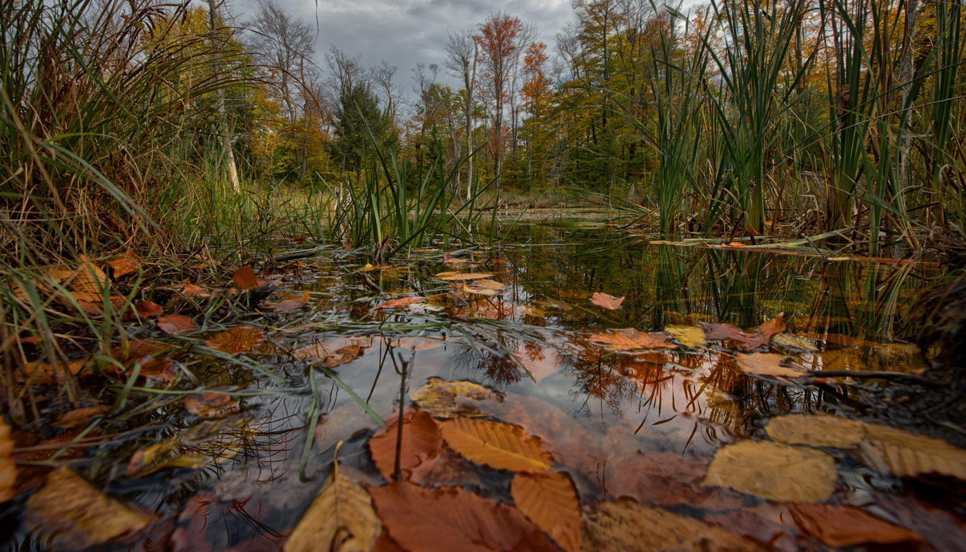 Transparent Autumn (@ Gatineau )