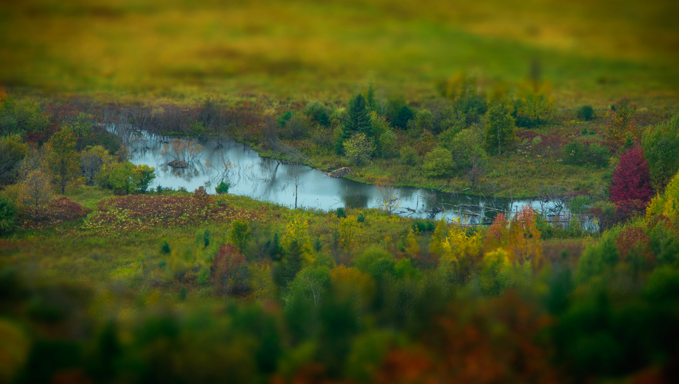 Transparent Autumn (@ Gatineau )