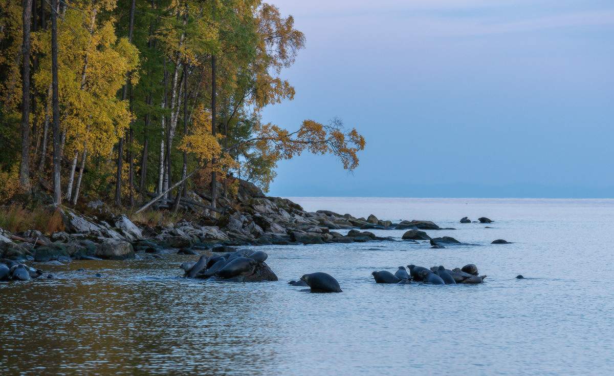 Нерпы на заре.