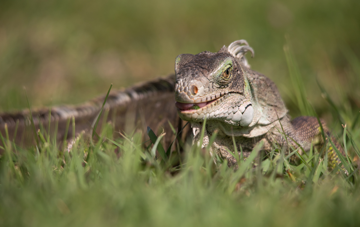 The green iguana or common iguana