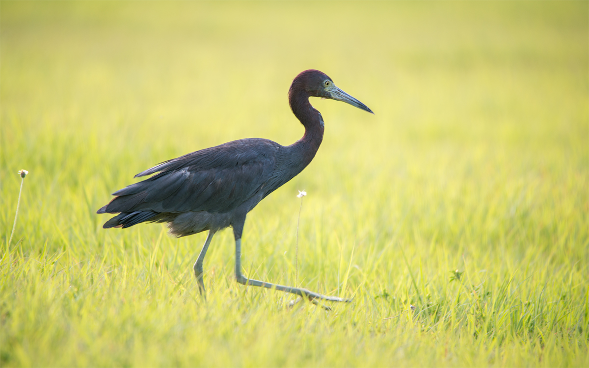 Reddish egret