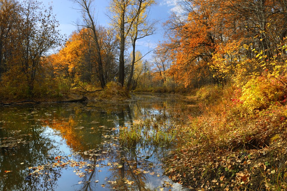 Auf dem Wasser gefallenes Blatt.