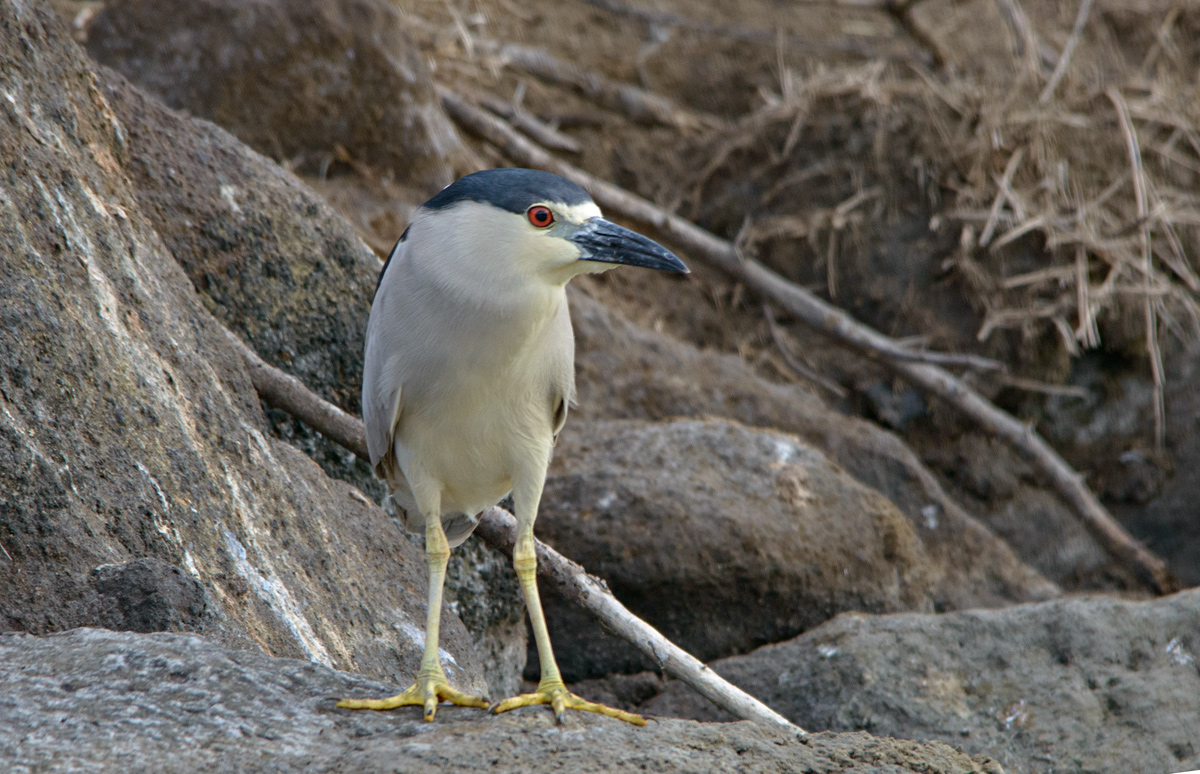 Black-crowned Night-Heron