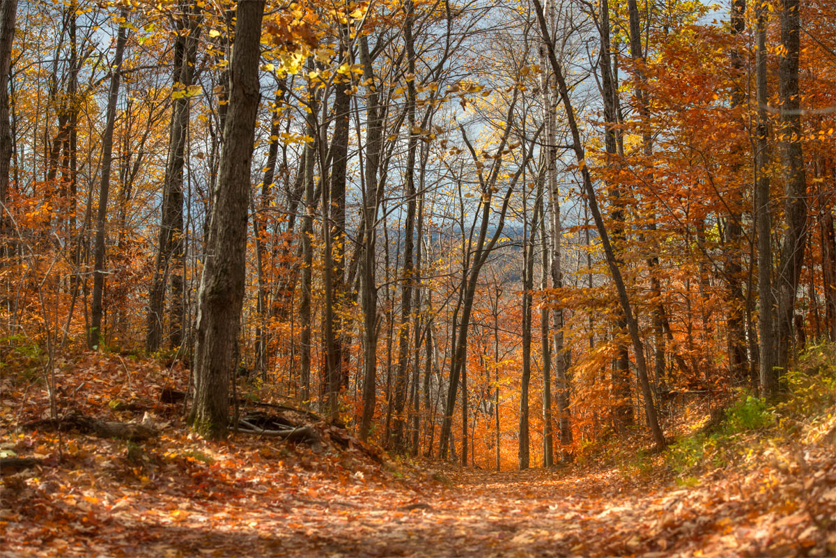 Transparent Autumn (@ Gatineau )