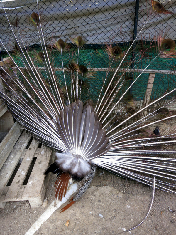 Mood Indigo / Настроение Индиго