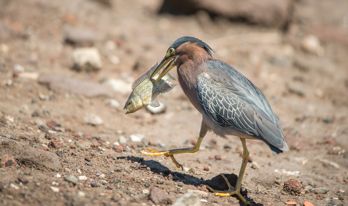 green heron catches fish