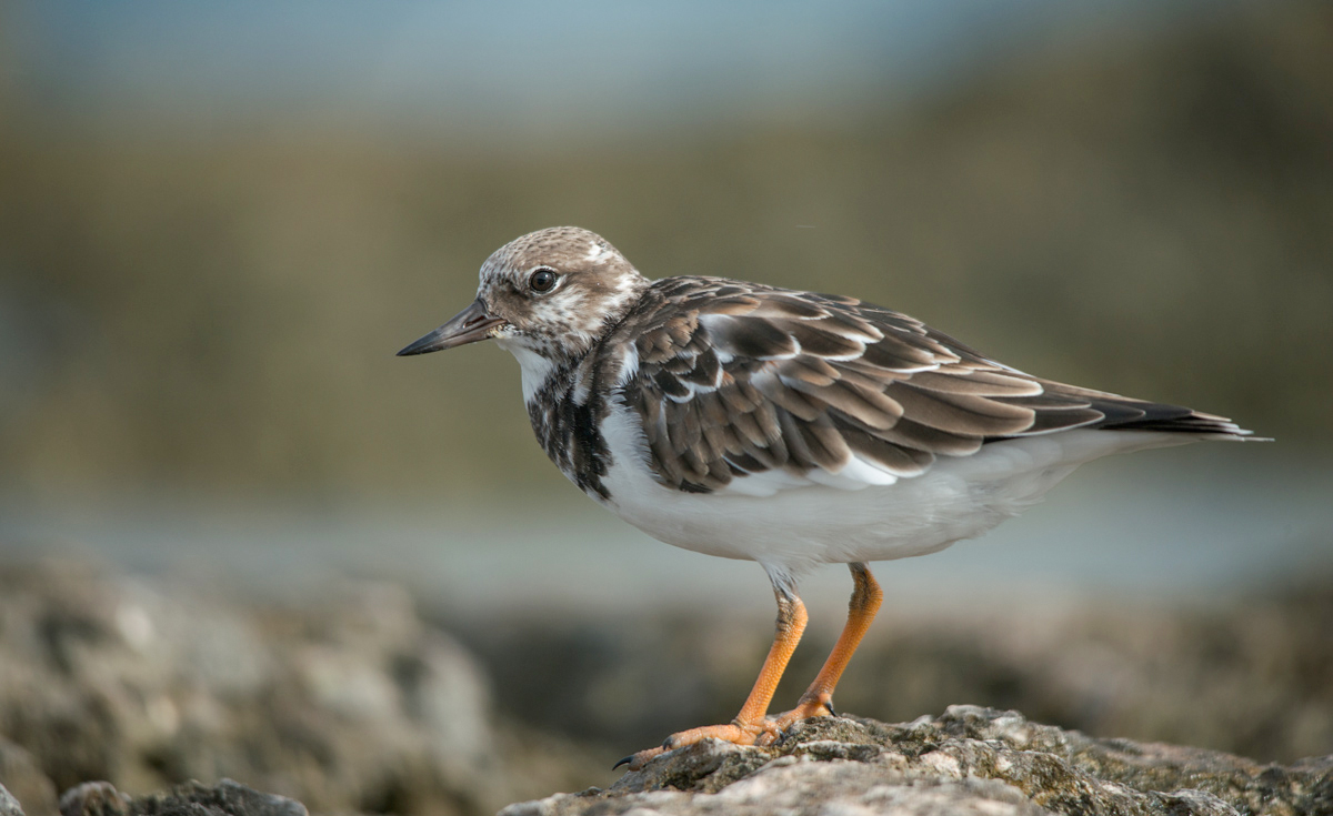 Ruddy turnstones