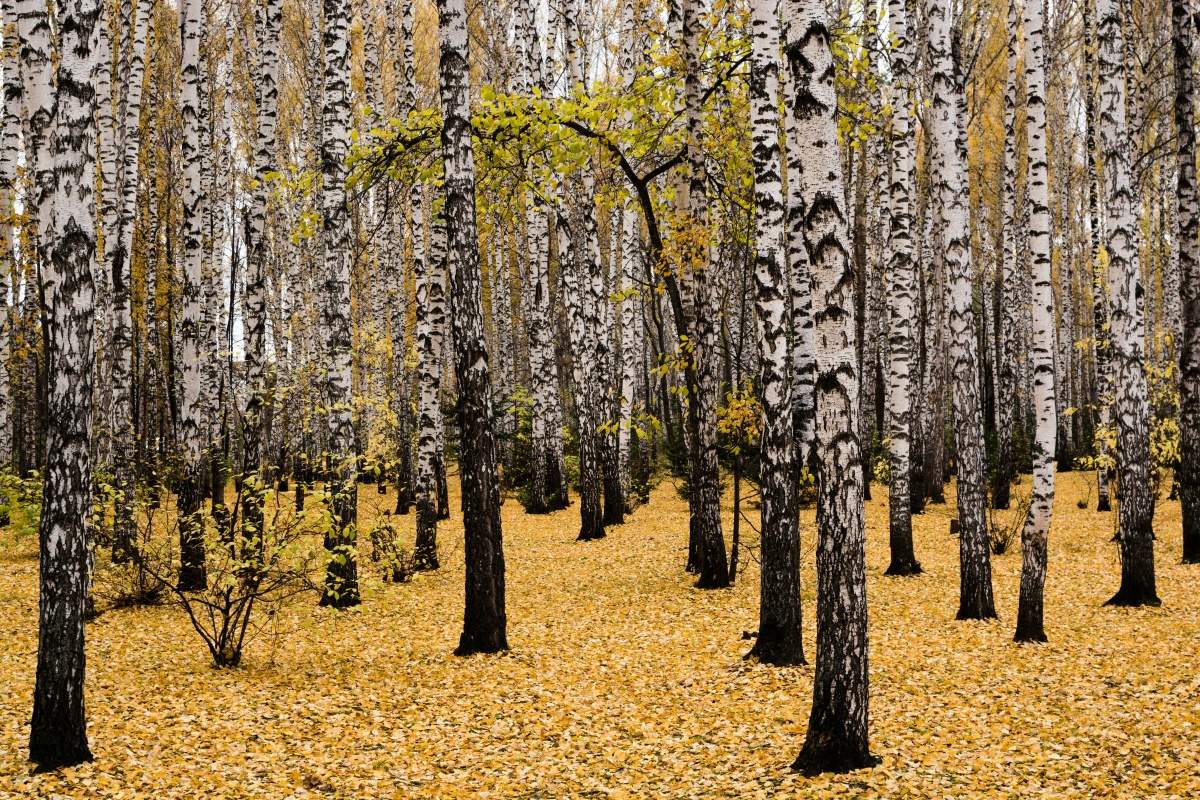 Осенний ковер!