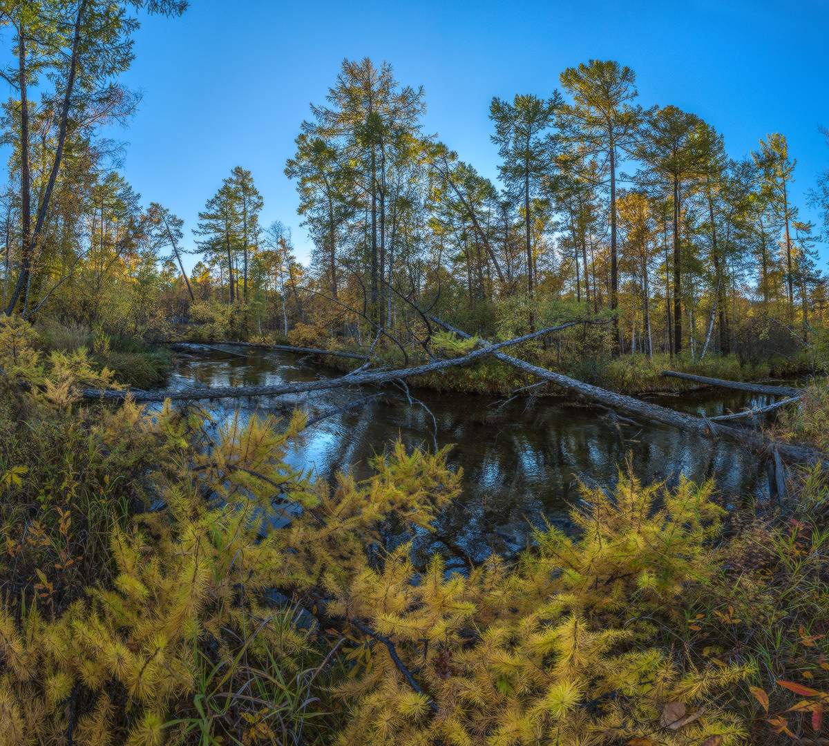 Лиственница