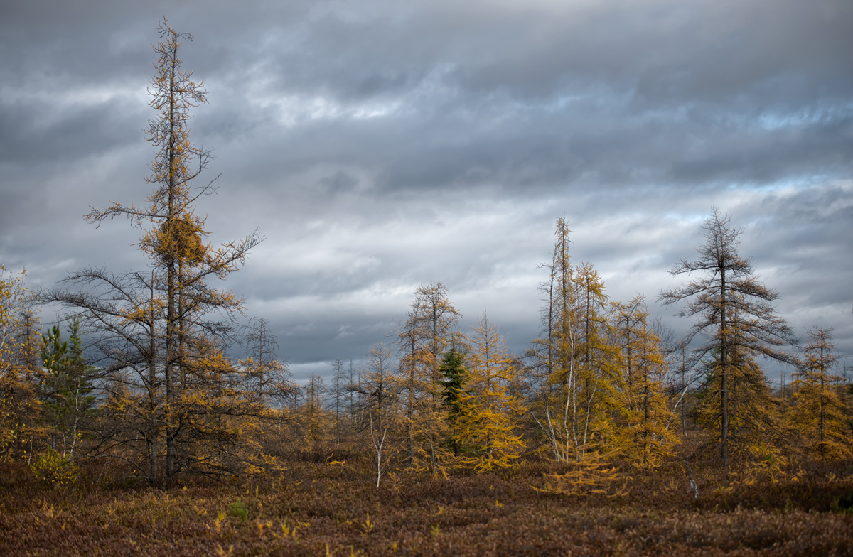 Transparent Autumn - Mer Bleue Bog