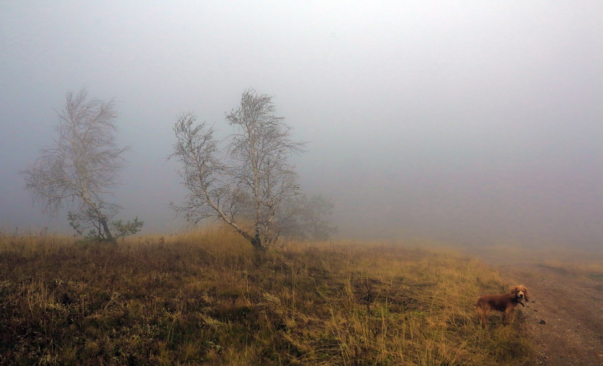 Берёзы Южного Демерджи