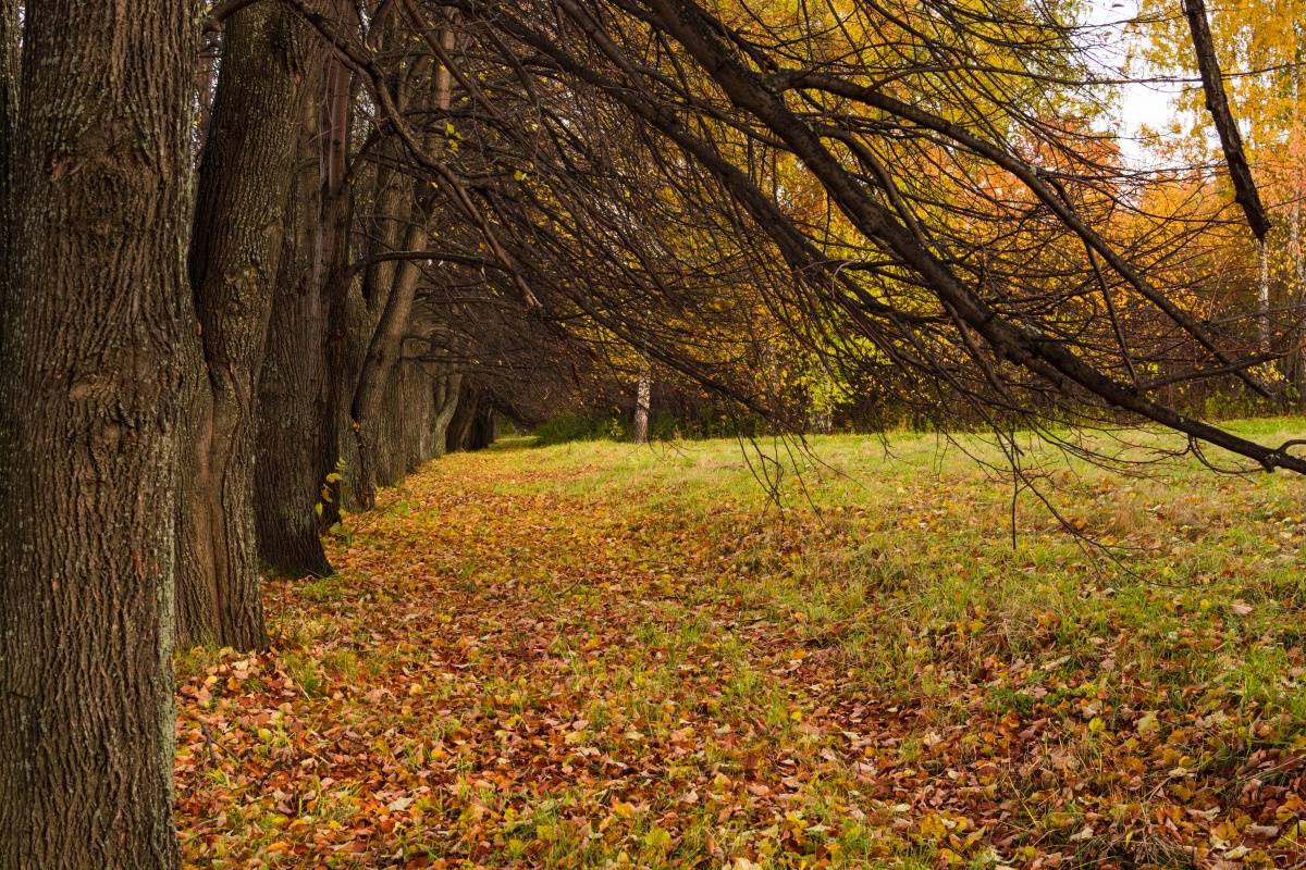 Ритм изогнутых веток!