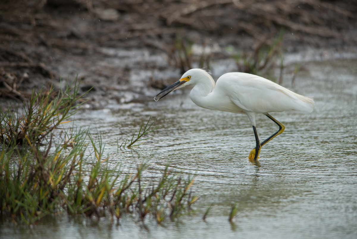 Snowy egret