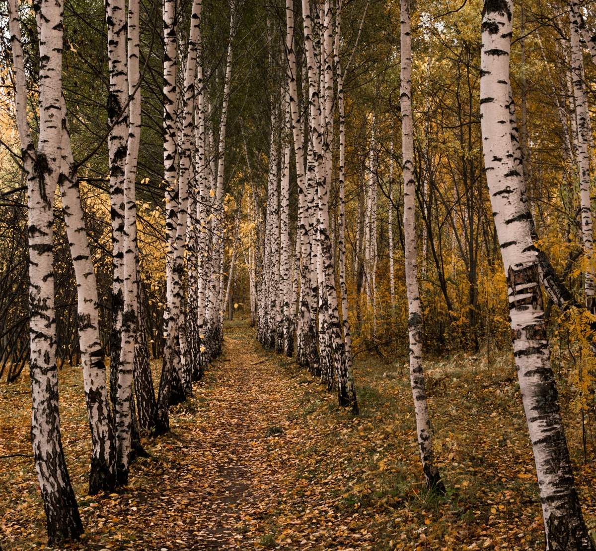 Березовая...