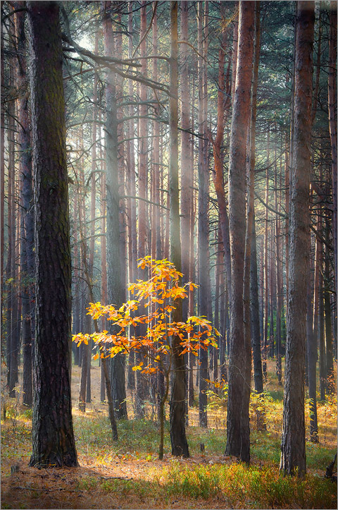 Под лучами осени