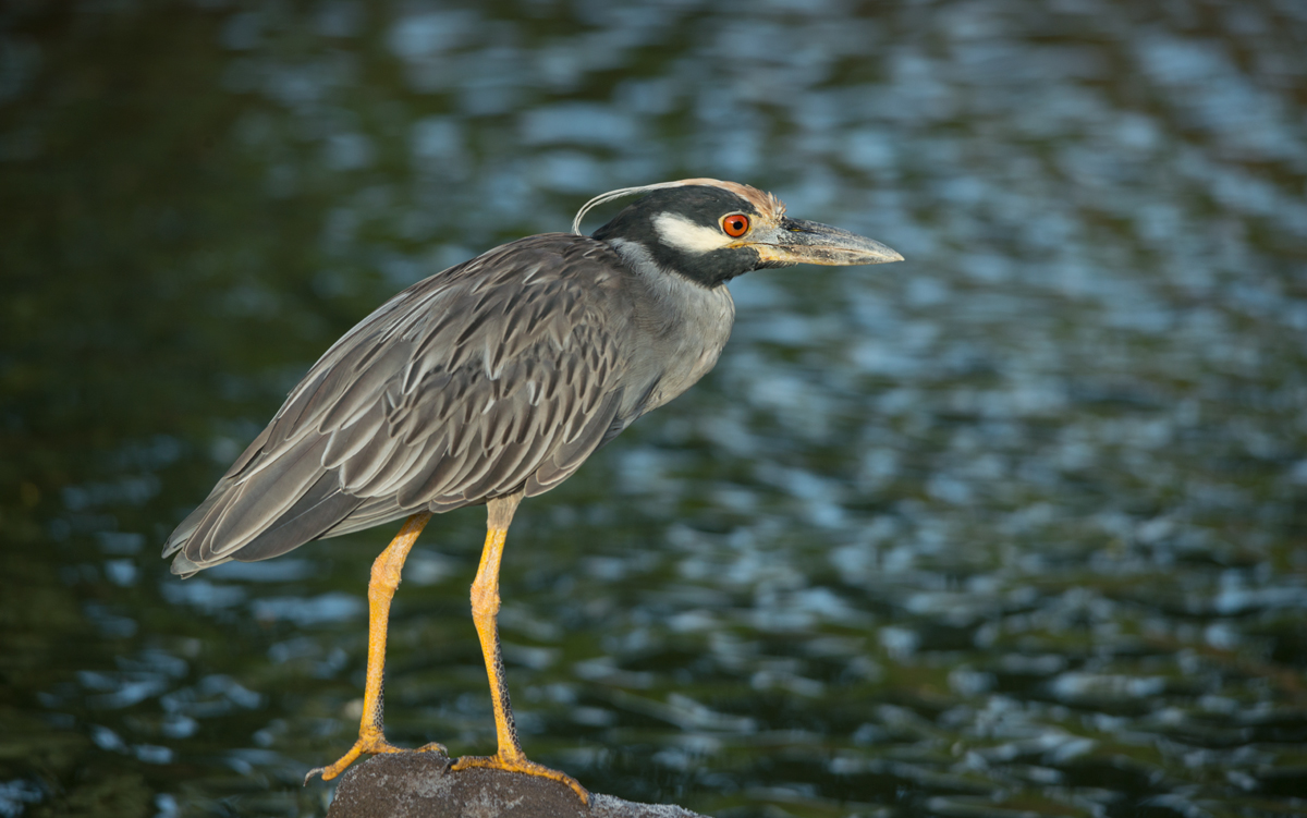 Yellow-crowned Night Heron