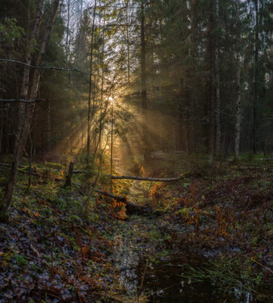 Туманно-солнечные лучи.