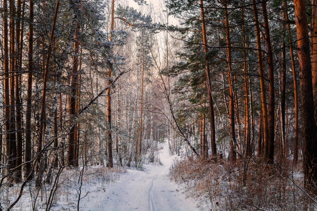 Лесные фантазии!