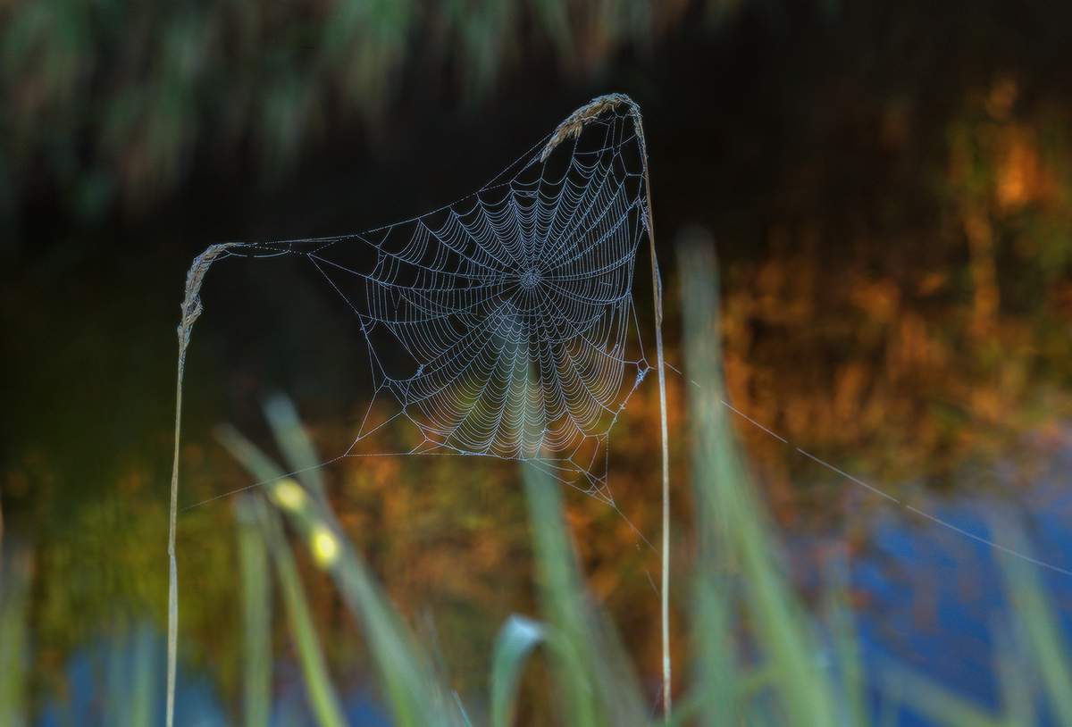 Осенняя паутина.