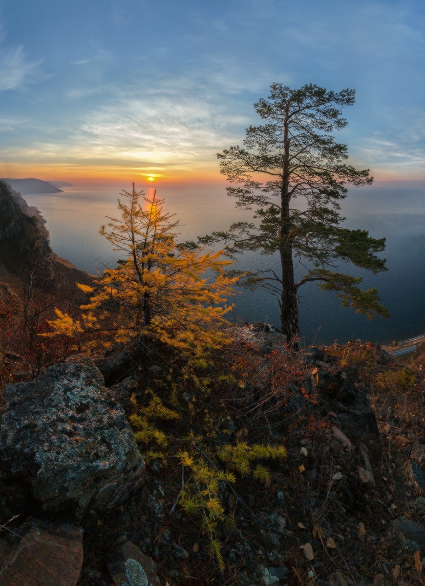 Лиственница.