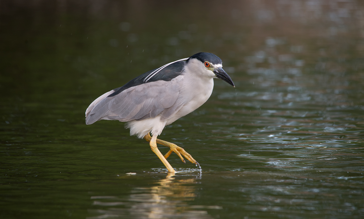 Black-crowned Night-Heron
