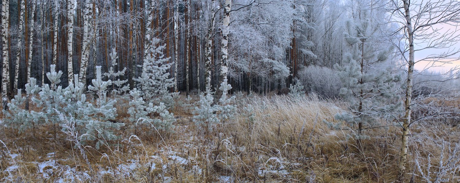 У леса на опушке